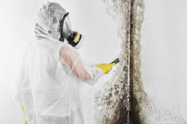 Best Mold Remediation for Specific Building Types in Chico, WA