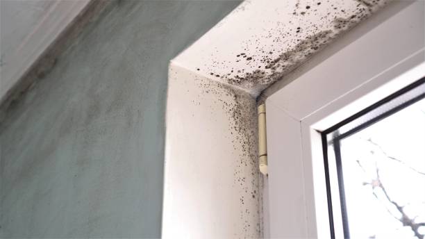 Best Post-Flood Mold Remediation in Chico, WA