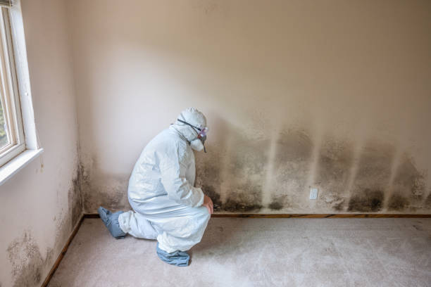 Trusted Chico, WA Mold Remediation Experts